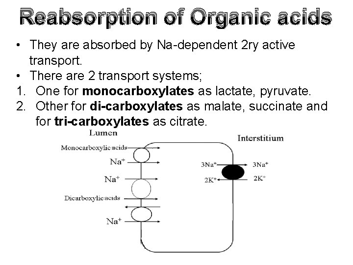 Reabsorption of Organic acids • They are absorbed by Na-dependent 2 ry active transport.