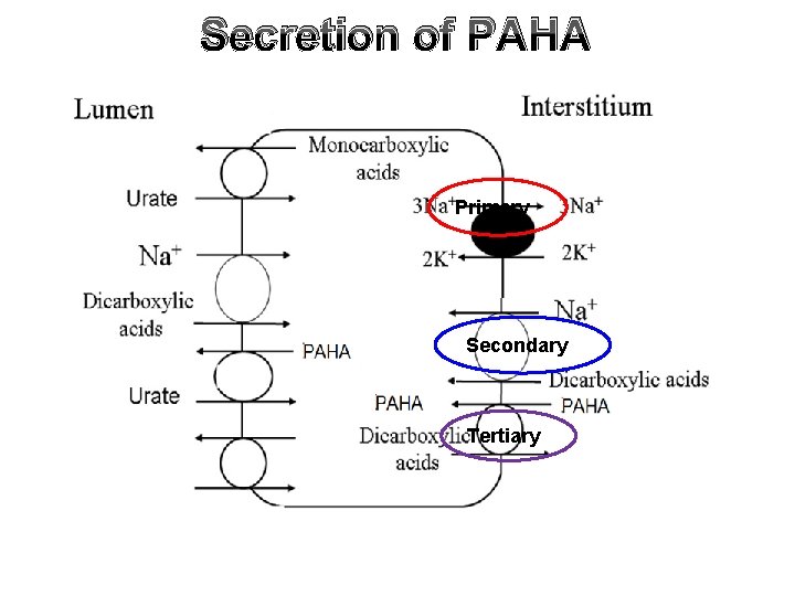 Secretion of PAHA Primary Secondary Tertiary 