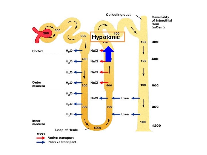 Hypotonic 