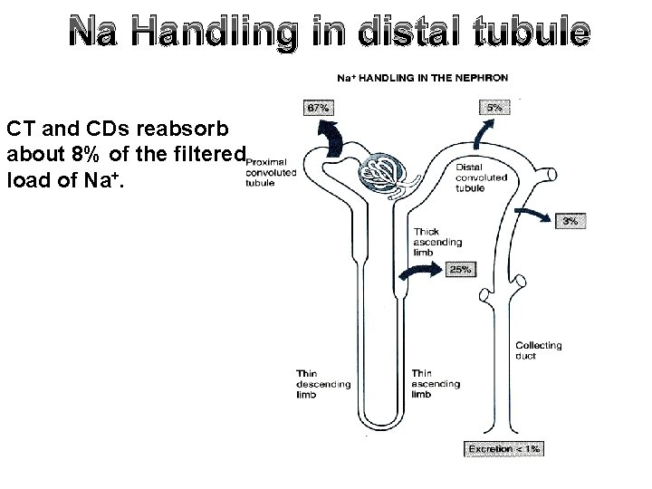 Na Handling in distal tubule CT and CDs reabsorb about 8% of the filtered