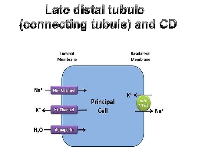 Late distal tubule (connecting tubule) and CD 
