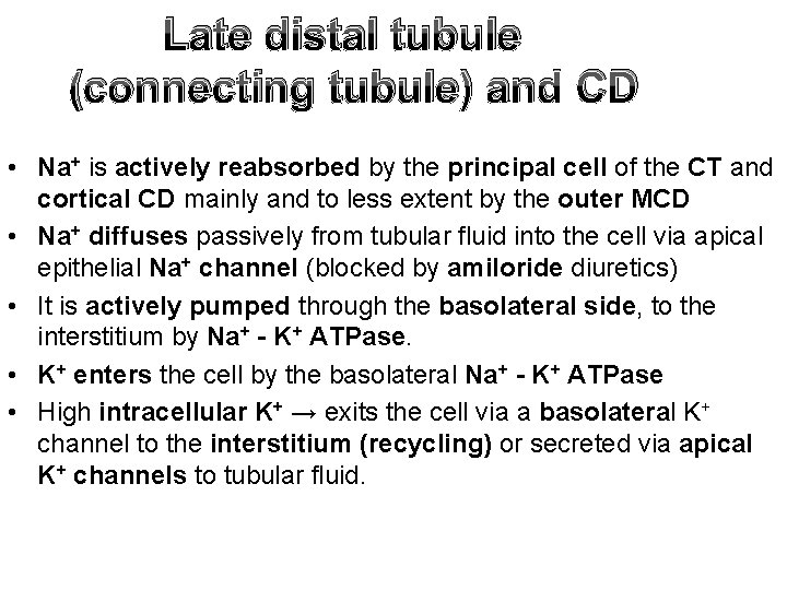 Late distal tubule (connecting tubule) and CD • Na+ is actively reabsorbed by the