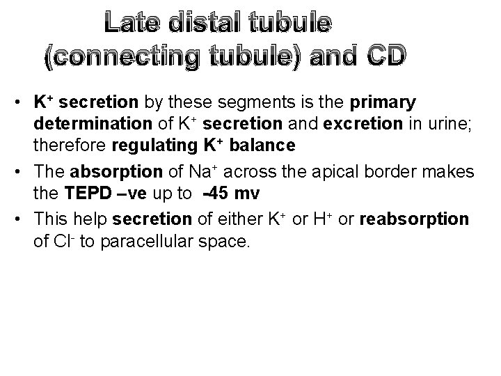 Late distal tubule (connecting tubule) and CD • K+ secretion by these segments is