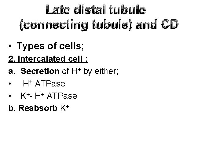 Late distal tubule (connecting tubule) and CD • Types of cells; 2. Intercalated cell