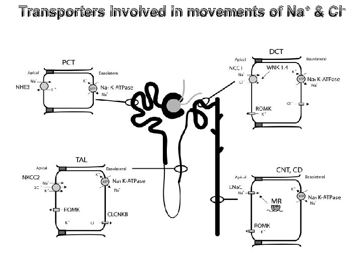 Transporters involved in movements of Na+ & Cl- 