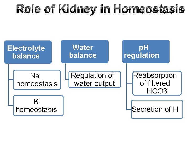 Role of Kidney in Homeostasis Electrolyte balance Na homeostasis K homeostasis Water balance Regulation
