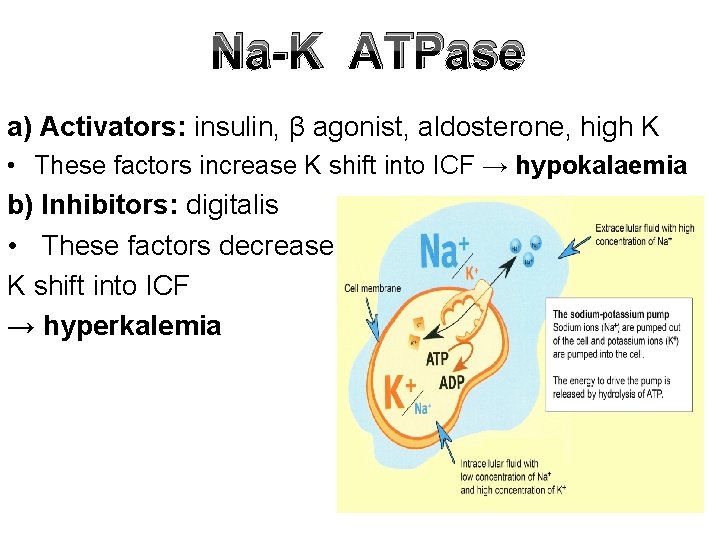 Na-K ATPase a) Activators: insulin, β agonist, aldosterone, high K • These factors increase