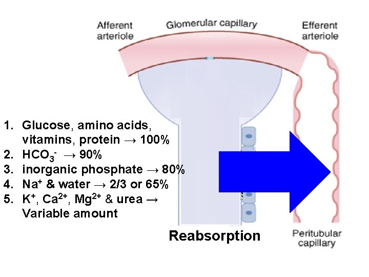 1. Glucose, amino acids, vitamins, protein → 100% 2. HCO 3 - → 90%