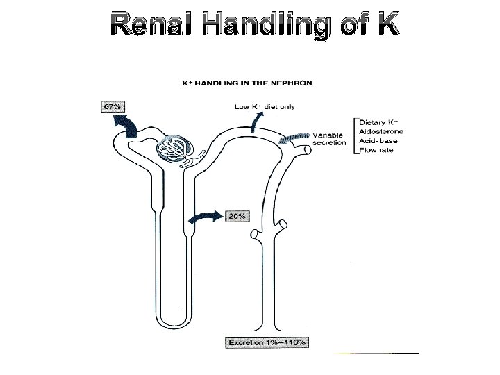 Renal Handling of K 