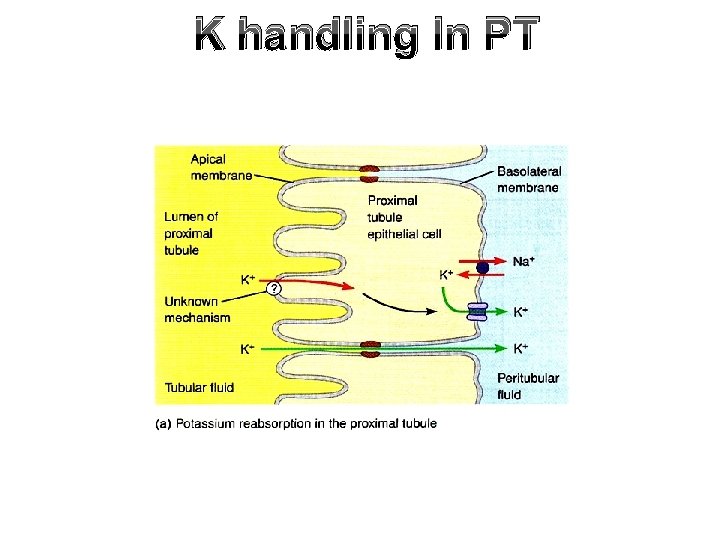K handling In PT 