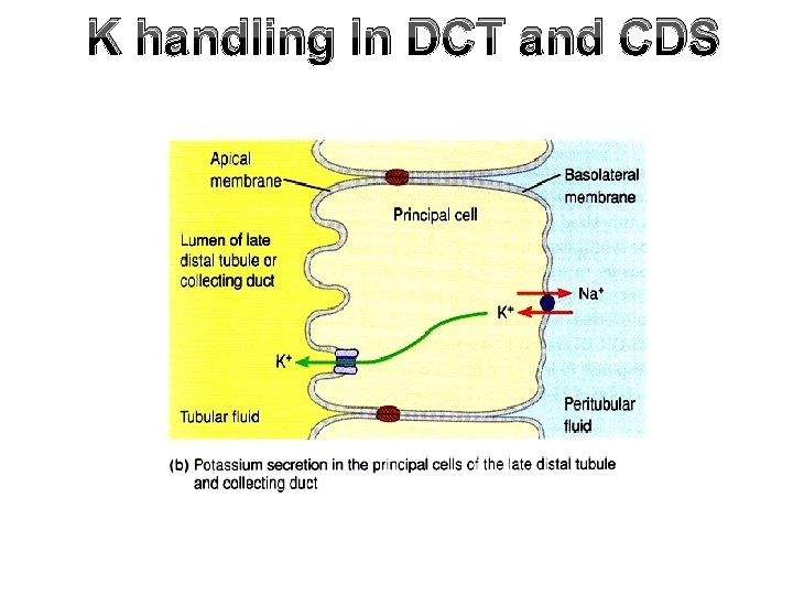 K handling In DCT and CDS 