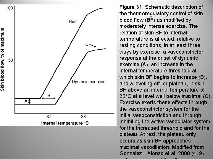 Figure 31. Schematic description of thermoregulatory control of skin blood flow (BF) as modified