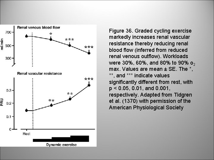 Figure 36. Graded cycling exercise markedly increases renal vascular resistance thereby reducing renal blood