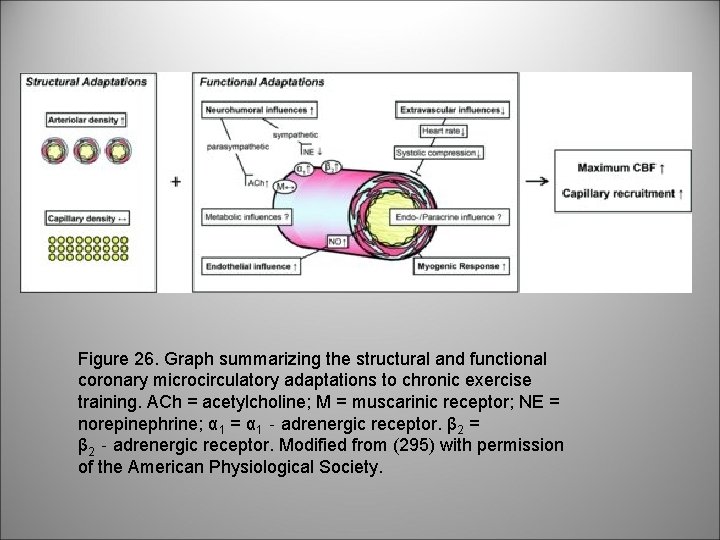 Figure 26. Graph summarizing the structural and functional coronary microcirculatory adaptations to chronic exercise