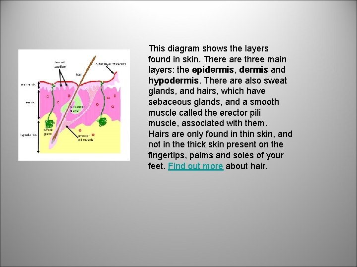 This diagram shows the layers found in skin. There are three main layers: the