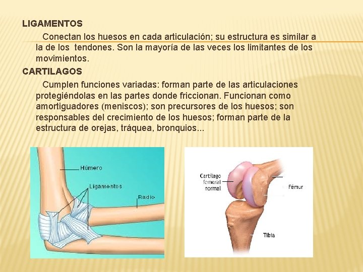 LIGAMENTOS Conectan los huesos en cada articulación; su estructura es similar a la de