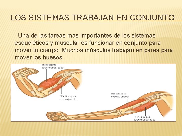 LOS SISTEMAS TRABAJAN EN CONJUNTO Una de las tareas mas importantes de los sistemas