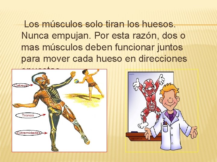 Los músculos solo tiran los huesos. Nunca empujan. Por esta razón, dos o mas
