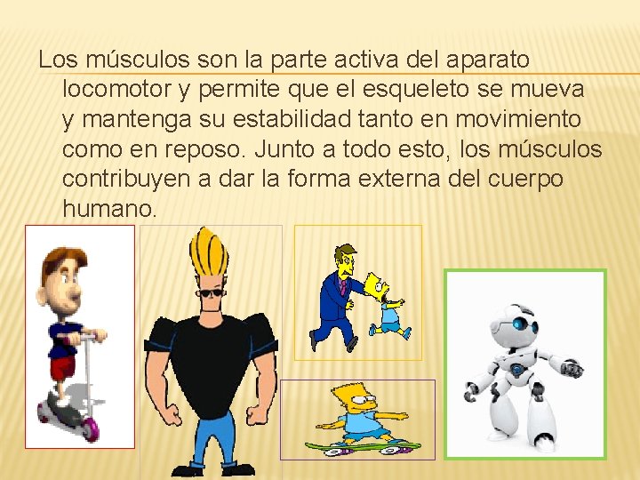 Los músculos son la parte activa del aparato locomotor y permite que el esqueleto