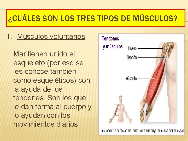 ¿CUÁLES SON LOS TRES TIPOS DE MÚSCULOS? 1. - Músculos voluntarios Mantienen unido el