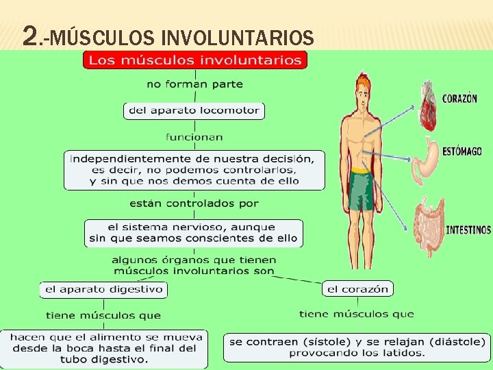 2. -MÚSCULOS INVOLUNTARIOS 