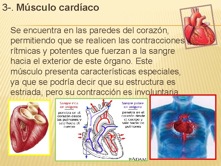 3 -. Músculo cardíaco Se encuentra en las paredes del corazón, permitiendo que se