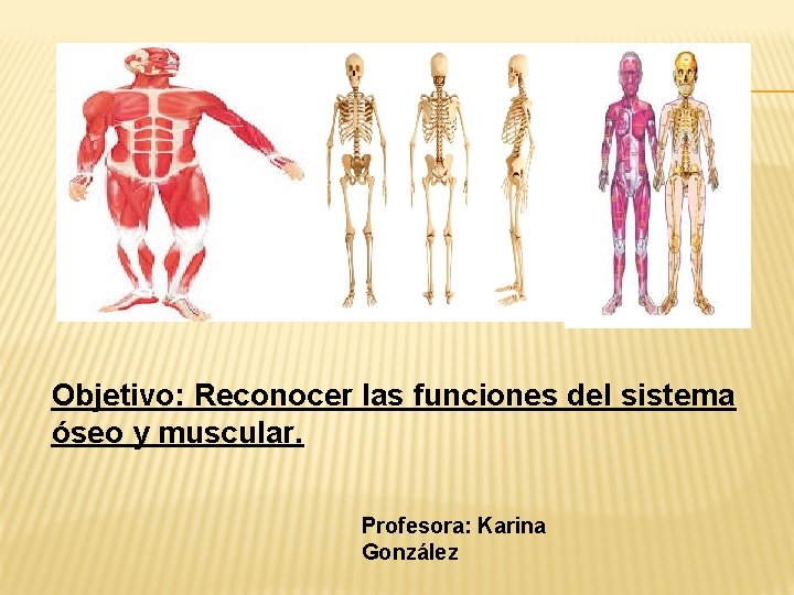 Objetivo: Reconocer las funciones del sistema óseo y muscular. Profesora: Karina González 