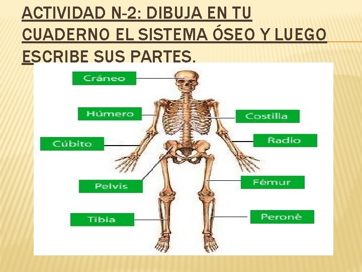 ACTIVIDAD N-2: DIBUJA EN TU CUADERNO EL SISTEMA ÓSEO Y LUEGO ESCRIBE SUS PARTES.