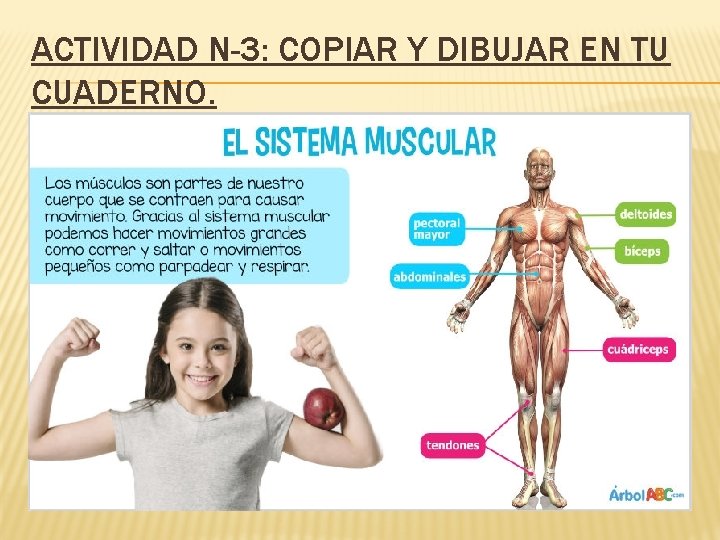 ACTIVIDAD N-3: COPIAR Y DIBUJAR EN TU CUADERNO. 