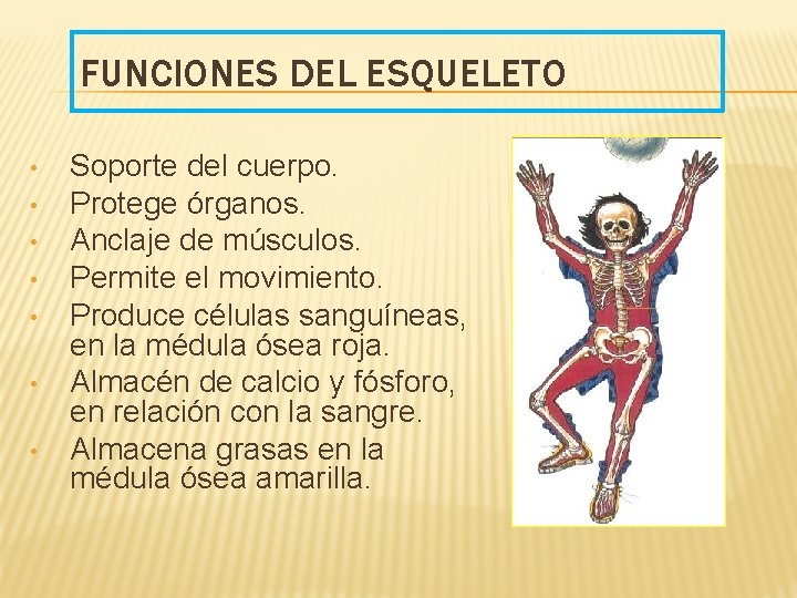 FUNCIONES DEL ESQUELETO • • Soporte del cuerpo. Protege órganos. Anclaje de músculos. Permite