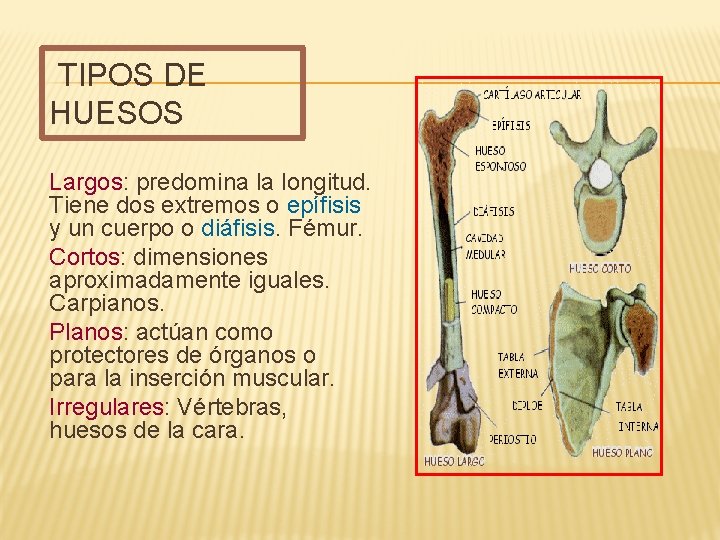 TIPOS DE HUESOS Largos: predomina la longitud. Tiene dos extremos o epífisis y un