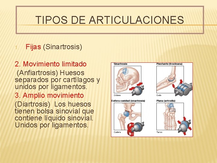 TIPOS DE ARTICULACIONES 1. Fijas (Sinartrosis) 2. Movimiento limitado (Anfiartrosis) Huesos separados por cartílagos