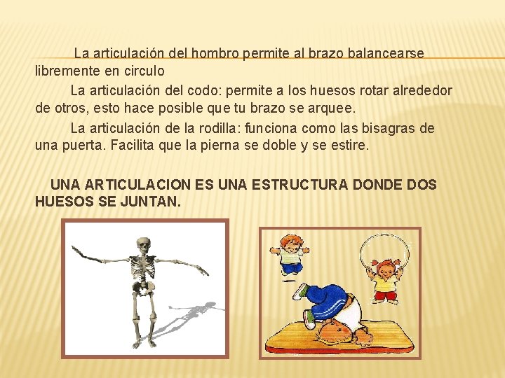La articulación del hombro permite al brazo balancearse libremente en circulo La articulación del