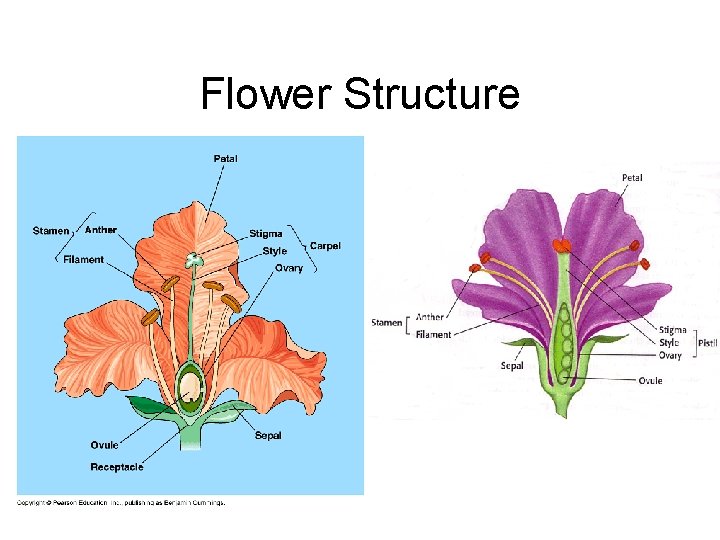 Flower Structure 