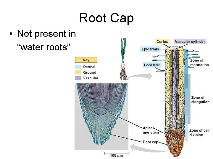 Root Cap • Not present in “water roots” 