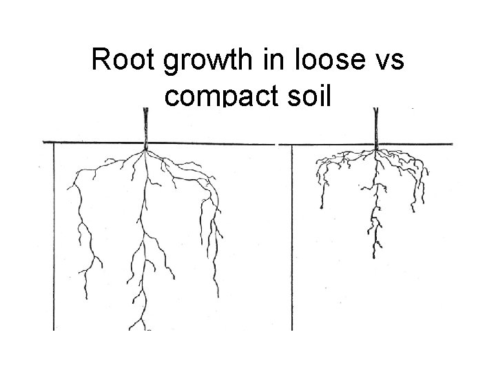 Root growth in loose vs compact soil 