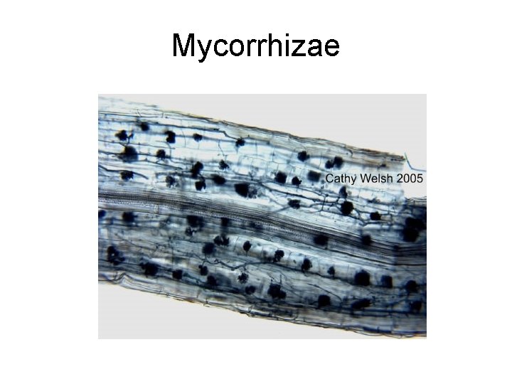 Mycorrhizae 