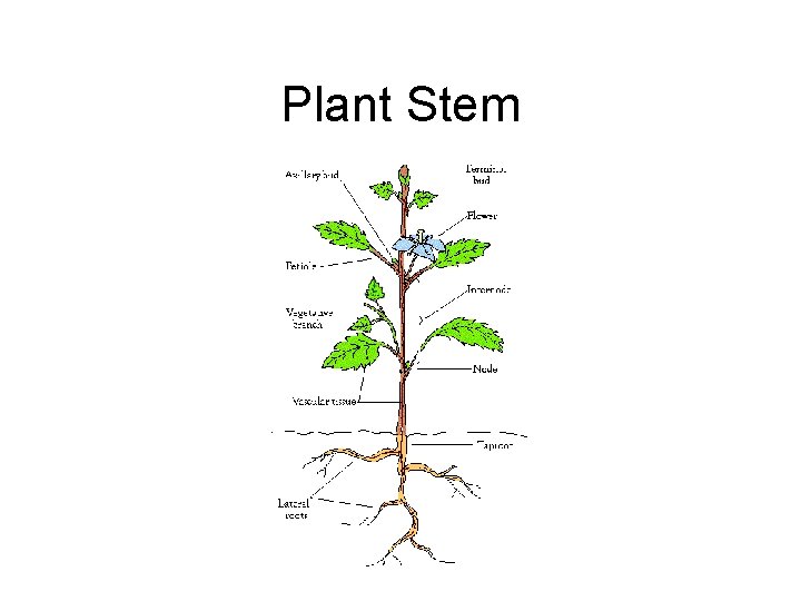 Plant Stem 