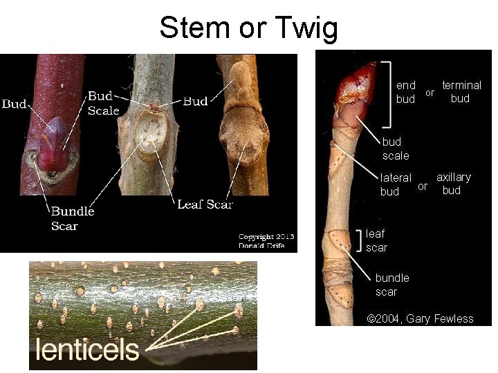 Stem or Twig 