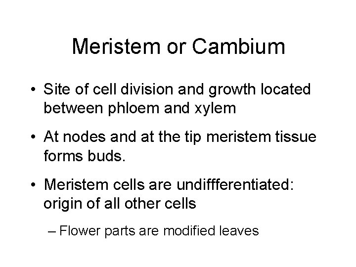 Meristem or Cambium • Site of cell division and growth located between phloem and