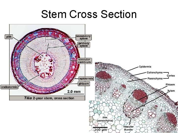 Stem Cross Section 