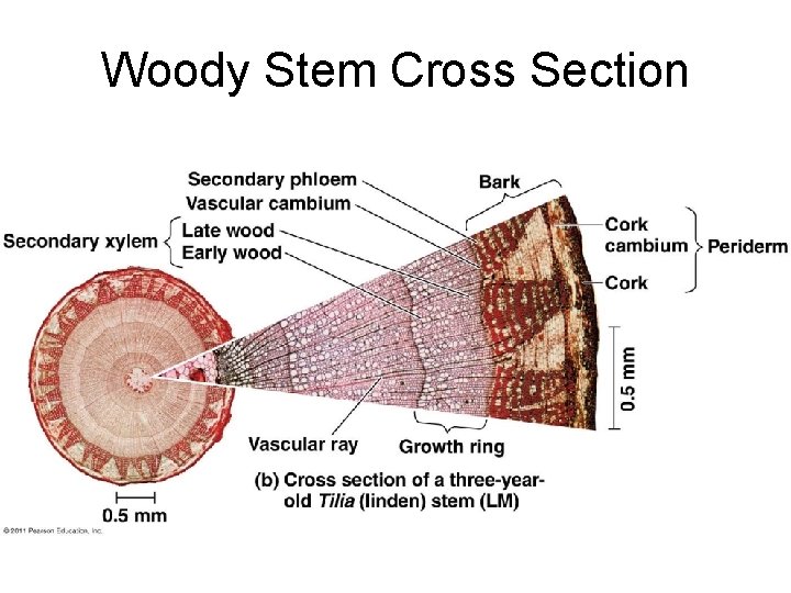 Woody Stem Cross Section 