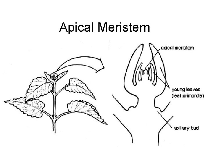 Apical Meristem 