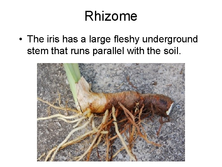 Rhizome • The iris has a large fleshy underground stem that runs parallel with