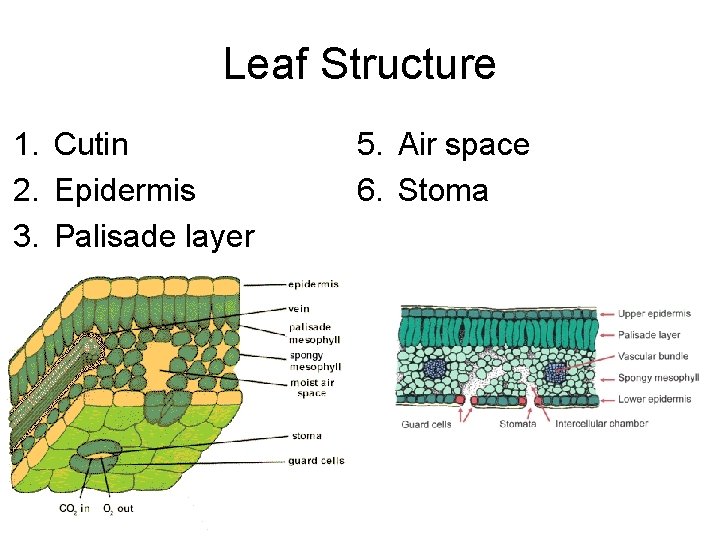 Leaf Structure 1. 2. 3. 4. Cutin 5. Air space Epidermis 6. Stoma Palisade