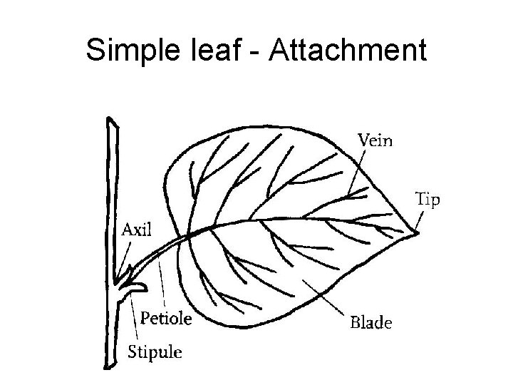 Simple leaf - Attachment 