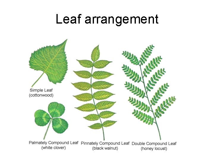 Leaf arrangement 
