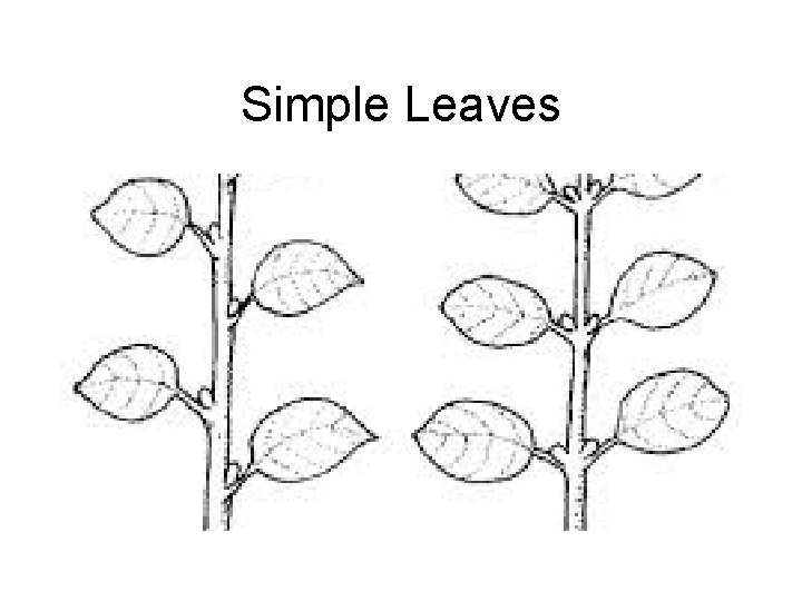 Simple Leaves 