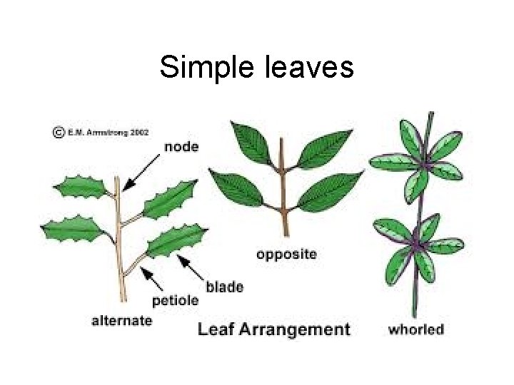 Simple leaves 