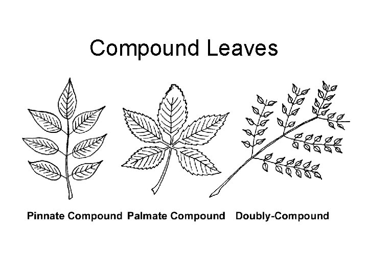 Compound Leaves 